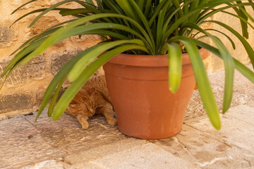 Ginger Cat Sleeping Peacefully Under a Large Terracotta Flower Pot on Stone Pavement