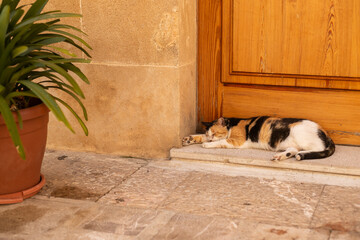 Calico Cat Sleeping on a Doorstep Next to a Wooden Door and Terracotta Wall