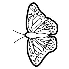 Viceroy butterfly animal insect natural fly organic line hand drawn
