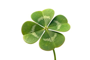 Four-leaf clover representing good luck and nature's beauty