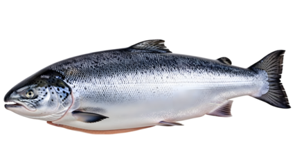 Silver salmon fish side view detailed scales isolated on transparent background