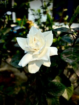 Shot of Crape Jasmine or Tagar Flower 