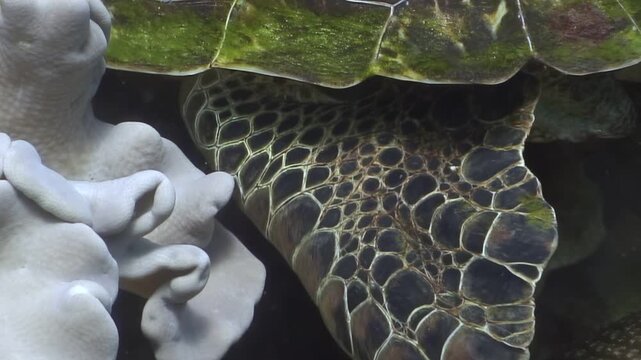 A Green sea turtle, Chelonia mydas, finds respite among the corals and rocks of a vibrant reef. Filmed in the beautiful underwater realm of the Philippines during the daytime.