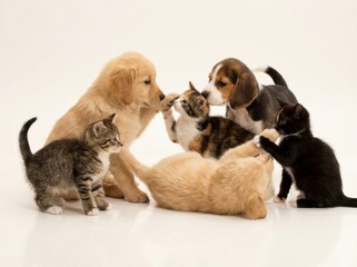 A diverse group of adorable puppies and kittens is playfully socializing and interacting, captured in a bright, cheerful studio shot against a clean white background.