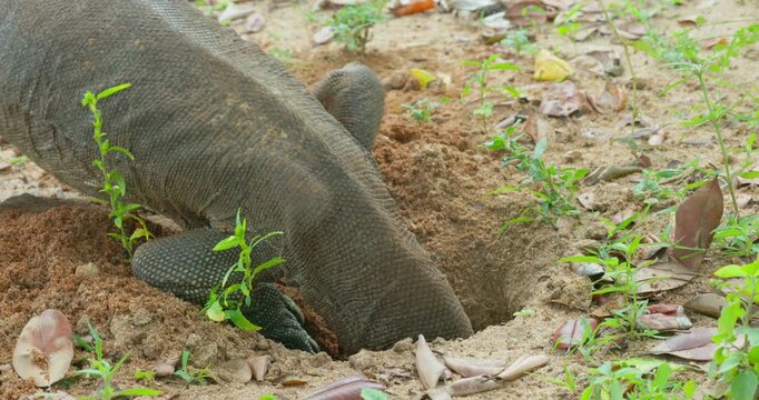 Bengal Monitor Lizard (Varanus bengalensis) in Yala National Park, Sri Lanka