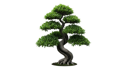 Beautifully shaped bonsai tree with dense green foliage isolated on transparent background