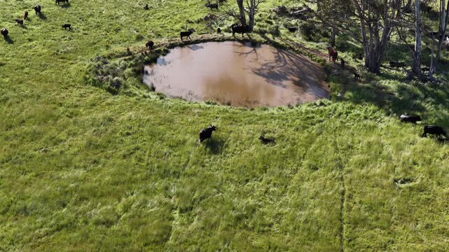 beautiful cattle in Australia  eating grass, grazing on pasture. Herd of cows free range beef being regenerative raised on an agricultural farm. Sustainable farming