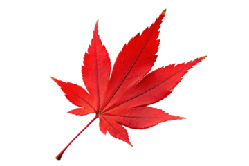 Vibrant red maple leaf with distinct leaf lobes