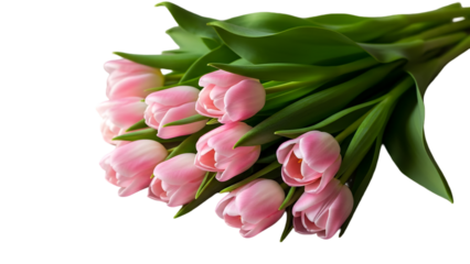 Bouquet of pink tulips isolated on transparent background