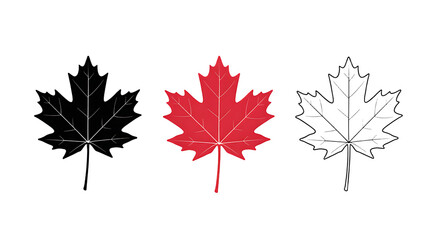Three maple leaves vector graphic illustration design on transparent background 
