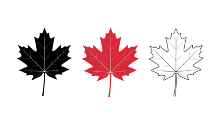 Three maple leaves vector graphic illustration design on transparent background 
