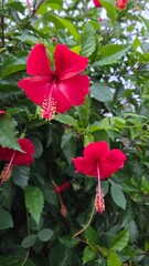 red and white flower