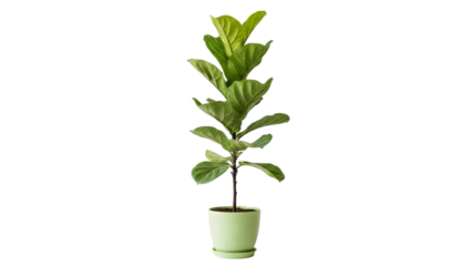 Tall fiddle leaf fig plant in a pot isolated on transparent background