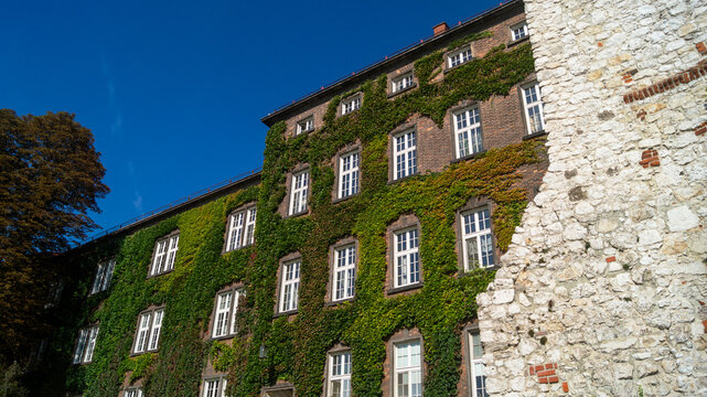 A multi-story brick building with white wooden windows is covered in green leaves. A brick building overgrown with ivy