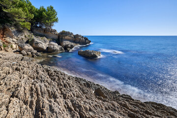 Rocky cliff on the Adriatic coast with coniferous stone pine trees