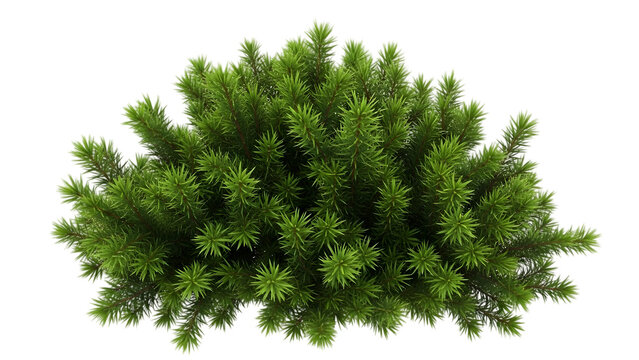 Lush green ferns isolated on black background nature botanical illustration