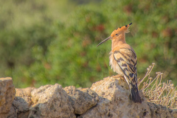 Hoopoe bird close-up perched on a dry stone wall with bright green sunny field background