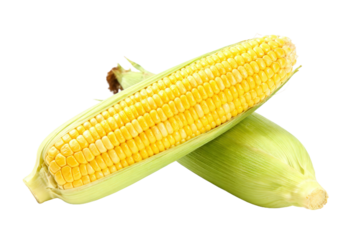 Fresh corn on the cob with green husk displayed on white background