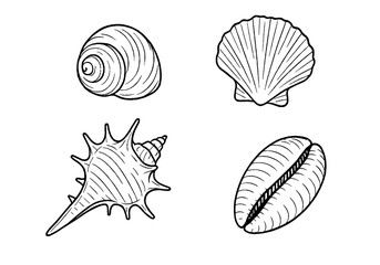 Hand-Drawn Sea Shell Illustration Set