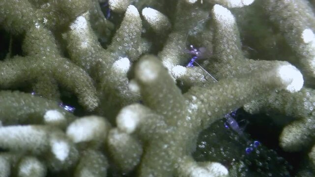 Explore the underwater world of the Philippines, where a Banded Coral Shrimp