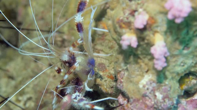 A beautiful banded coral shrimp stands out in vibrant detail. The shrimp delicately cleans amongst the colorful coral reef in the crystal-clear waters of Bonaire, during the bright daytime.