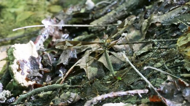 cranefly lays its eggs in the damp earth on the bank of a stream, cranefly, lays eggs, bank of a stream, tipulidae, tipula, CRANE FLY,  MOUNTAIN STREAM, CREEK, TORRENT,  edge of a creek, creek, 