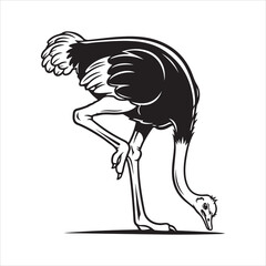 A Beautiful Ostrich Bird