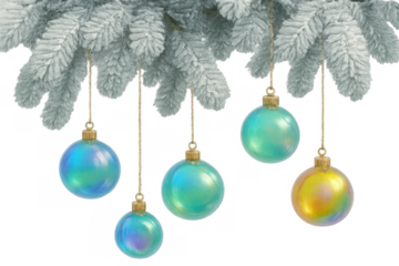 Iridescent christmas baubles hanging on frosted pine tree branch, festive holiday decoration, transparent background