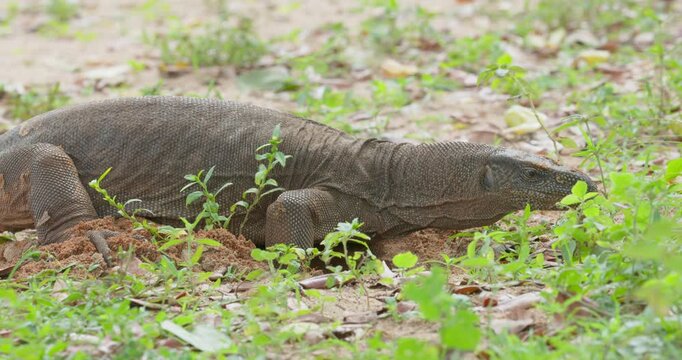 Bengal Monitor Lizard (Varanus bengalensis) in Yala National Park, Sri Lanka