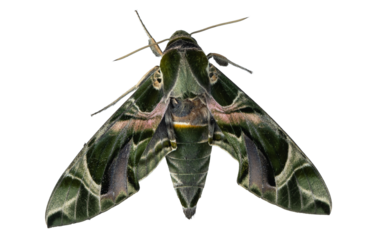Oleander Hawk Moth on Background – Detailed Close-Up of Colorful Wing Patterns