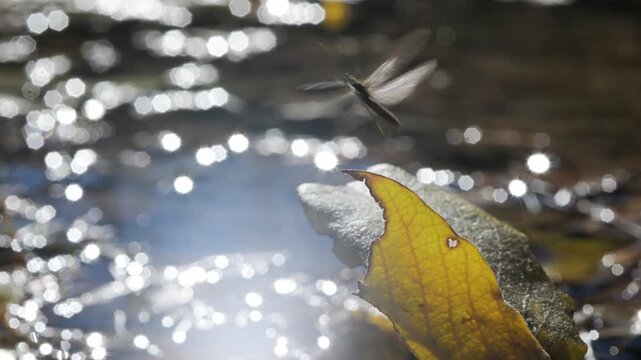 caddysflies near water flies away,  caddysflies near water,  fall, forest, caddisfly , caddis-fly, trichopteran, adult, tricoptera, autumn,  mountain, Valle d'Aosta, Italy, in flight, fall, 