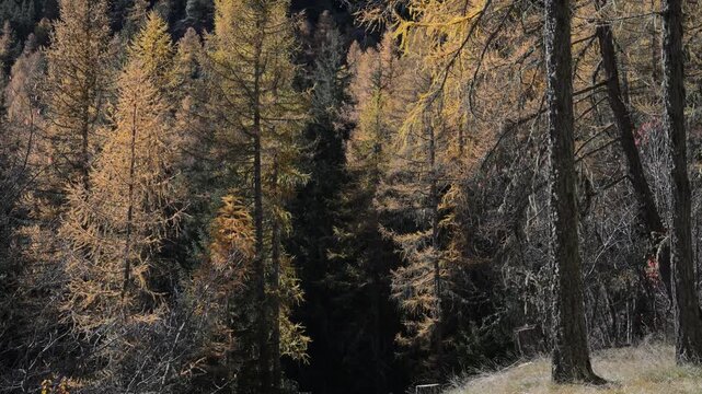 wood in autumn, wood in fall, trees with yellow leaves, larch,  Larix decidua, fall, autumn, orange, yellow, plays of light, mountain,  hiking, tourist, walking, Valnontey, gran paradiso national park