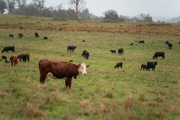 beautiful cattle in Australia  eating grass, grazing on pasture. Herd of cows free range beef being regenerative raised on an agricultural farm. Sustainable farming
