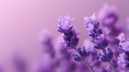 Close up of vibrant purple lavender flower spikes against a soft pastel pink and lilac background