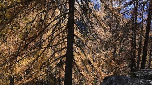 wood in autumn, wood in fall, trees with yellow leaves, larch,  Larix decidua, fall, autumn, orange, yellow, plays of light, mountain,  hiking, tourist, walking, Valnontey, gran paradiso national park