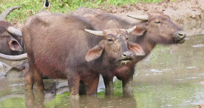 Wild Water Buffalo (Bubalus arnee) Bathing in a Muddy Waterhole, Yala National Park, Sri Lanka