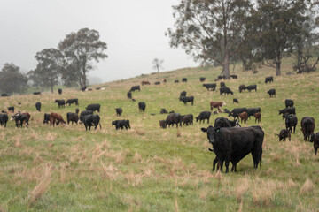 beautiful cattle in Australia  eating grass, grazing on pasture. Herd of cows free range beef being regenerative raised on an agricultural farm. Sustainable farming