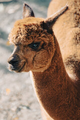 Fototapeta premium Close-up of young lama Alpaca, pet portraits, tenderness concept