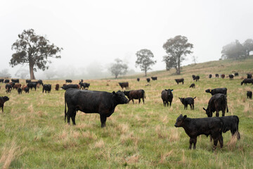 beautiful cattle in Australia  eating grass, grazing on pasture. Herd of cows free range beef being regenerative raised on an agricultural farm. Sustainable farming