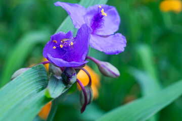 Hoverfly Collects Netar from a Spiderwort Bloom