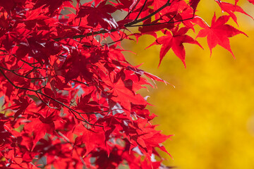 Red Japanese Maple Tree Closeup with Golden Leaves in the Background