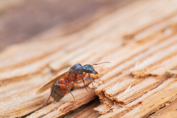 Closeup of an Adult Female Carpenter Ant