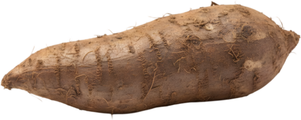 Fresh cassava root or yuca isolated on white background. Starchy tuber vegetable for tropical cuisine and carbohydrate diet. Raw organic ingredient with brown skin for food market design.
