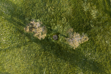 livestock water trough in a field on a cattle farm in Australia with gum trees