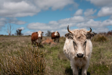 beautiful cattle in Australia  eating grass, grazing on pasture. Herd of cows free range beef being regenerative raised on an agricultural farm. Sustainable farming