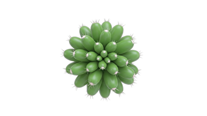 Green Cactus Plant Isolated on White Background