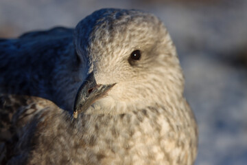 close up of a seagull
