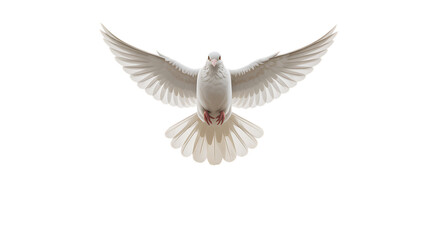 Obraz premium a pure white dove in blue sky