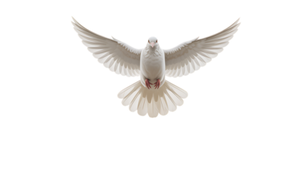 a pure white dove in blue sky