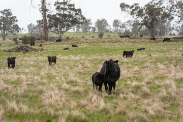 beautiful cattle in Australia  eating grass, grazing on pasture. Herd of cows free range beef being regenerative raised on an agricultural farm. Sustainable farming